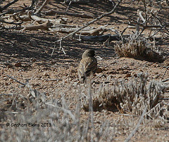 Eremopterix australis