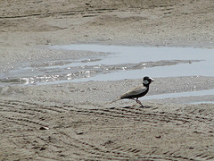 Eremopterix nigriceps