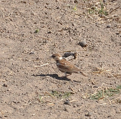 Eremopterix leucotis
