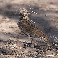 Eremopterix signatus