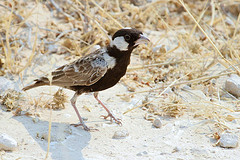 Eremopterix verticalis