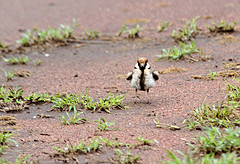 Eremopterix leucopareia
