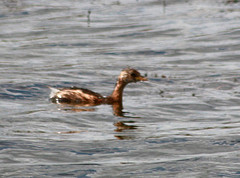 Tachybaptus ruficollis