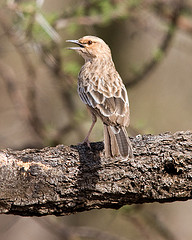 Calendulauda poecilosterna