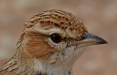Calendulauda africanoides