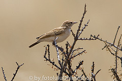 Calendulauda albescens