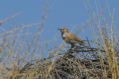 Calendulauda erythrochlamys