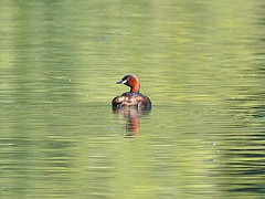Tachybaptus tricolor