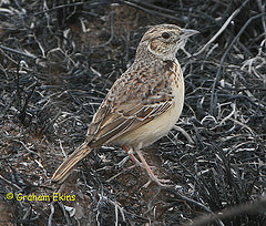 Mirafra rufocinnamomea