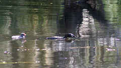 Tachybaptus novaehollandiae