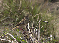 Mirafra erythrocephala