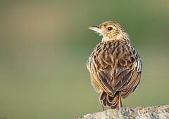 Mirafra erythroptera