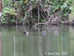 Tachybaptus pelzelnii