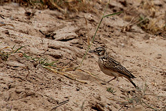 Spizocorys fremantlii