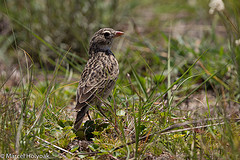 Spizocorys fringillaris