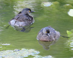 Tachybaptus dominicus