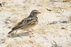 Spizocorys conirostris