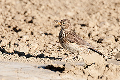 Galerida magnirostris