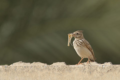 Galerida macrorhyncha