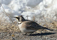 Eremophila alpestris