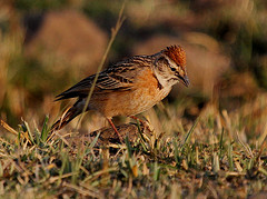 Calandrella erlangeri