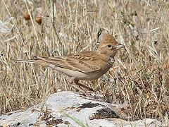 Calandrella brachydactyla