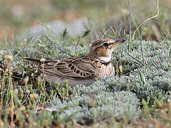 Melanocorypha bimaculata