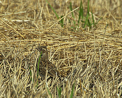 Melanocorypha calandra