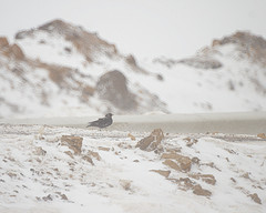 Melanocorypha yeltoniensis