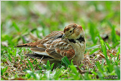 Melanocorypha mongolica