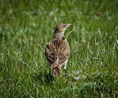 Melanocorypha maxima