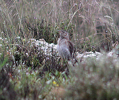 Chersophilus duponti