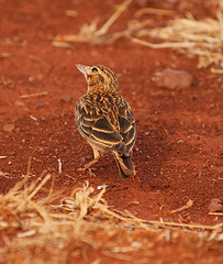 Alaudala somalica