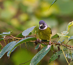 Spizixos semitorques