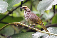 Pycnonotus zeylanicus