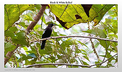 Pycnonotus melanoleucos