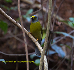 Pycnonotus priocephalus