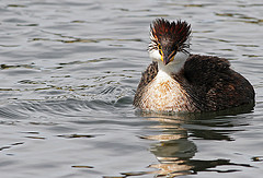 Rollandia microptera