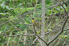 Pycnonotus melanicterus