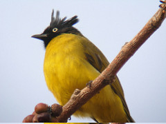 Pycnonotus flaviventris