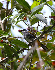 Pycnonotus squamatus