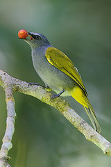 Pycnonotus cyaniventris