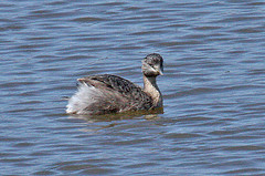 Poliocephalus poliocephalus