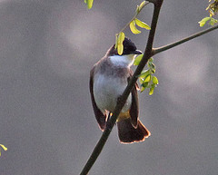 Pycnonotus xanthorrhous