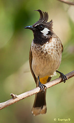 Pycnonotus leucogenys