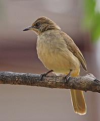 Pycnonotus aurigaster