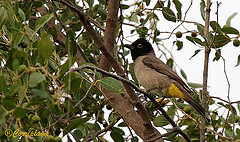 Pycnonotus xanthopygos