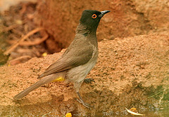 Pycnonotus nigricans