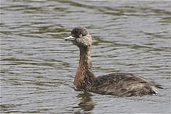 Poliocephalus rufopectus