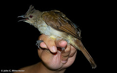 Pycnonotus eutilotus